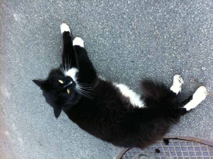 a black and white cat is laying on the sidewalk