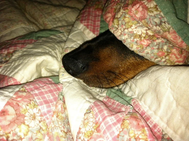 a small dog sleeping under the covers on a bed