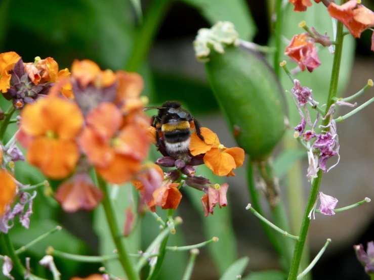 a bum is seen on the petals of a colorful flower