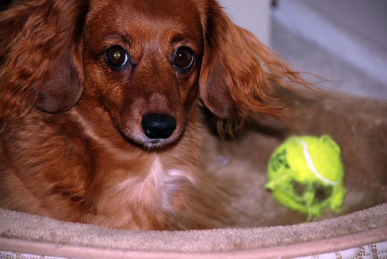 a dog looks directly at the camera with tennis balls in it