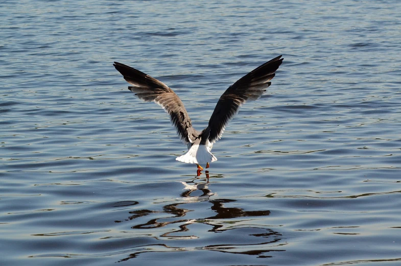 a large bird flying over the ocean water