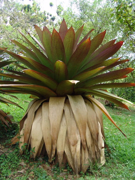 an art plant is sitting on a log