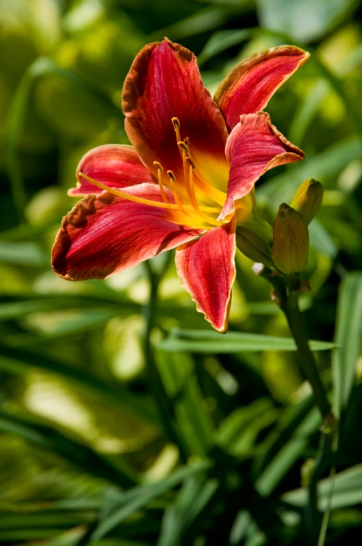 a very pretty red and yellow flower in the sun