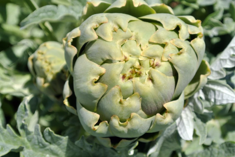 an unripe plant with a lot of leaves growing out of it