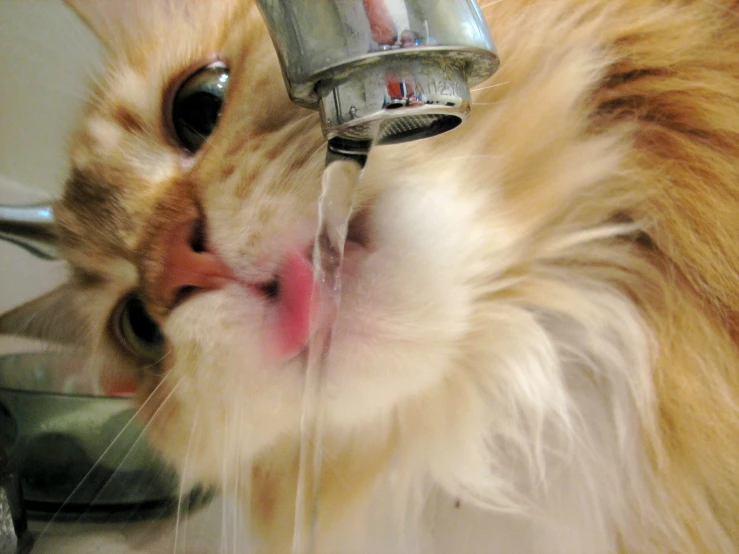 a cat drinking water from a water faucet