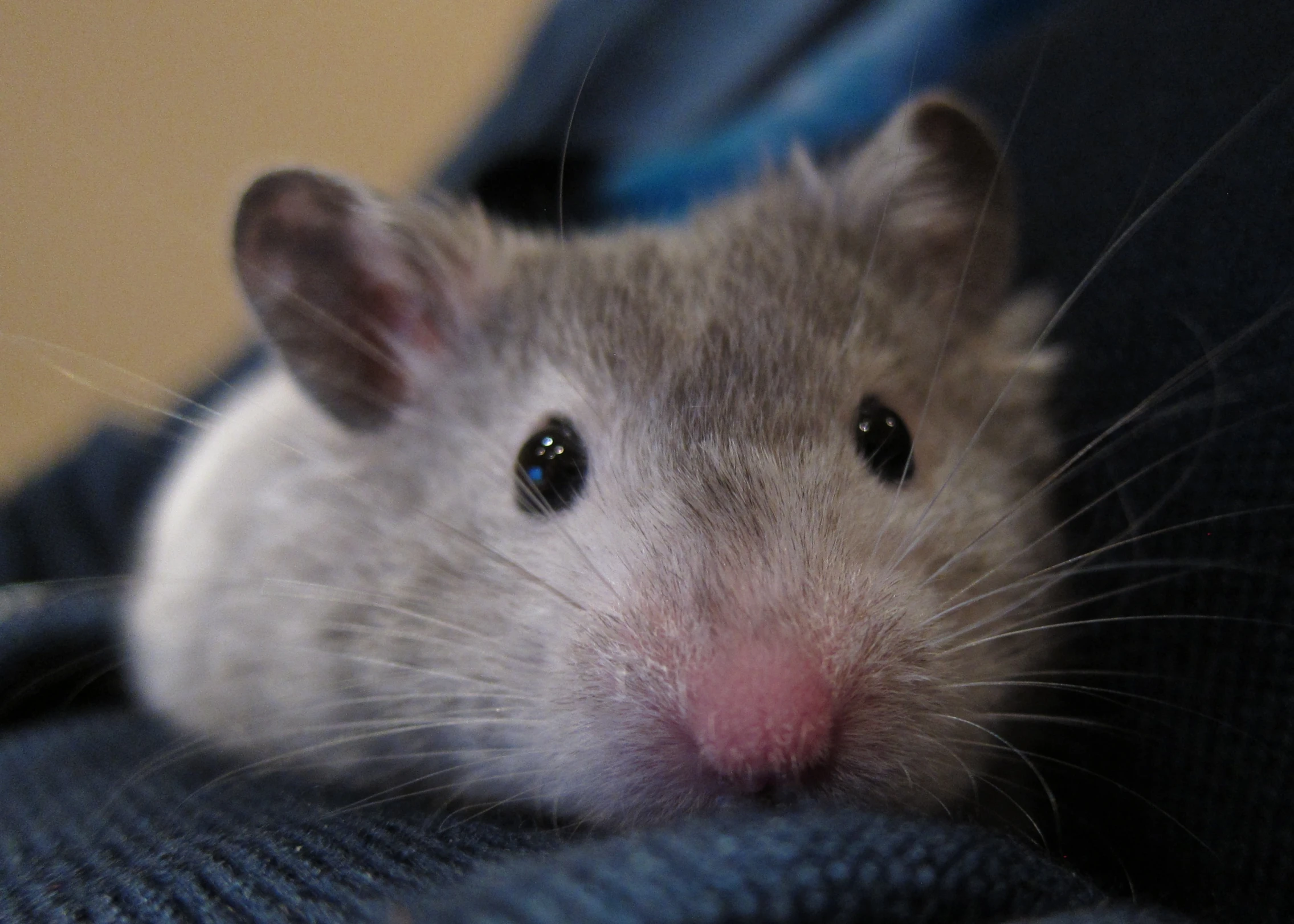 a gray rat sits on a blue blanket