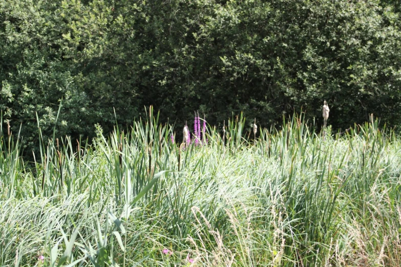 purple flowers near a tree line in the grass