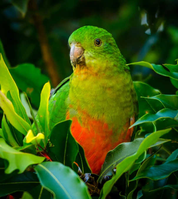 a parrot perched on top of green leaves