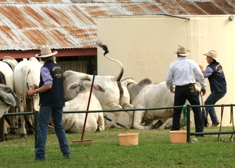 two men in hats standing next to a couple of white bulls