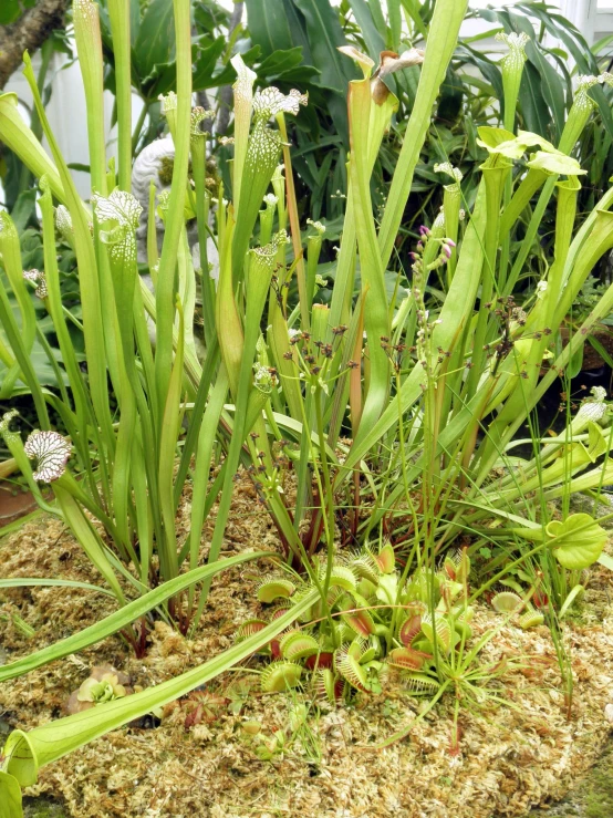 the green plants and dirt are near each other