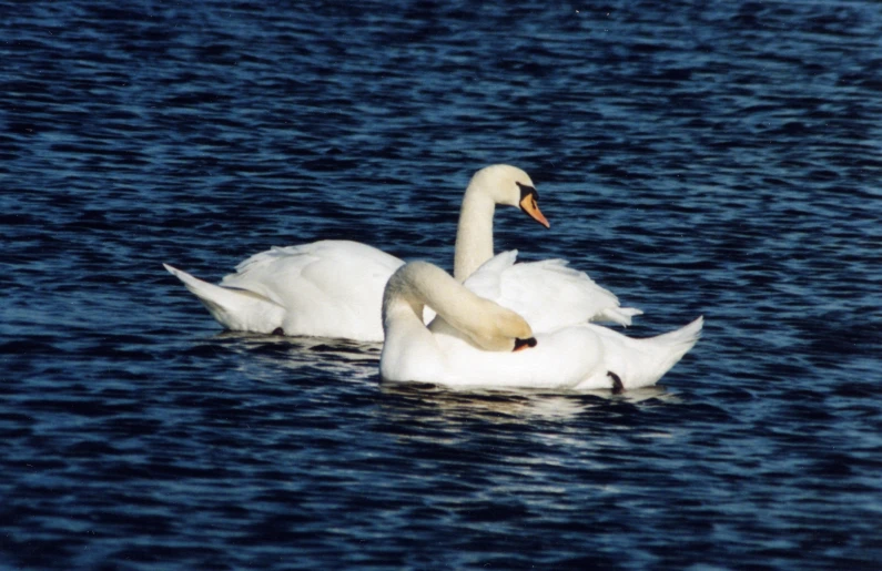 two swans swimming on a lake in the evening
