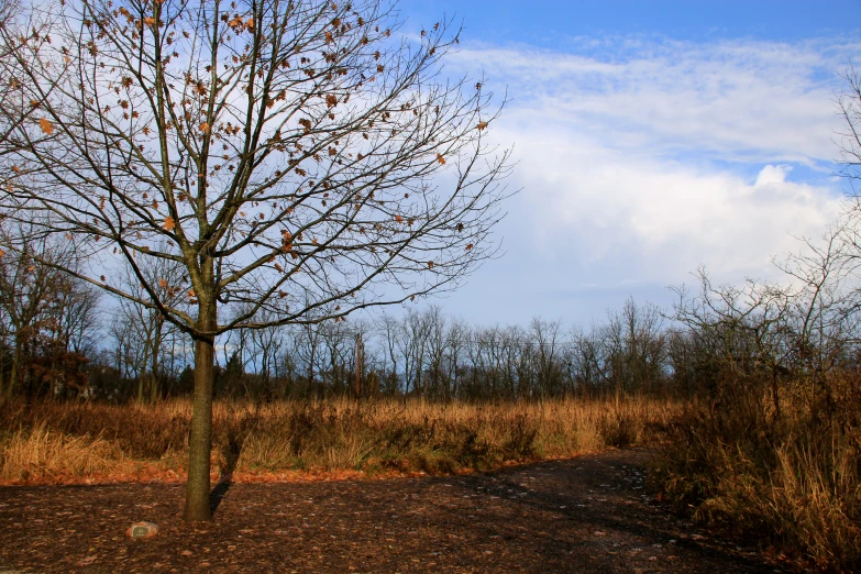 there is a small dirt road next to the tree