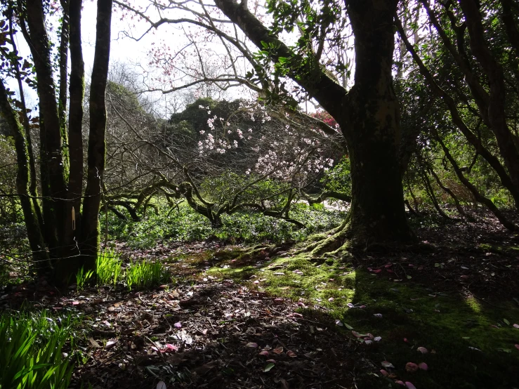 some trees are covered with moss and leaves