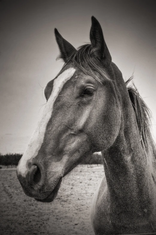 horse in black and white pograph on beach