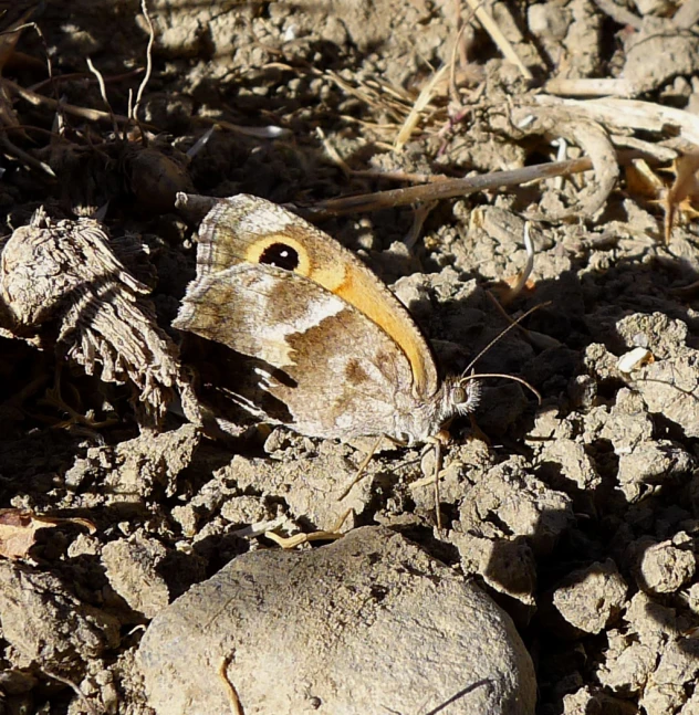 a yellow, black and white erfly on the ground with its head above rocks