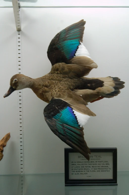 the birds in the museum have different color feathers