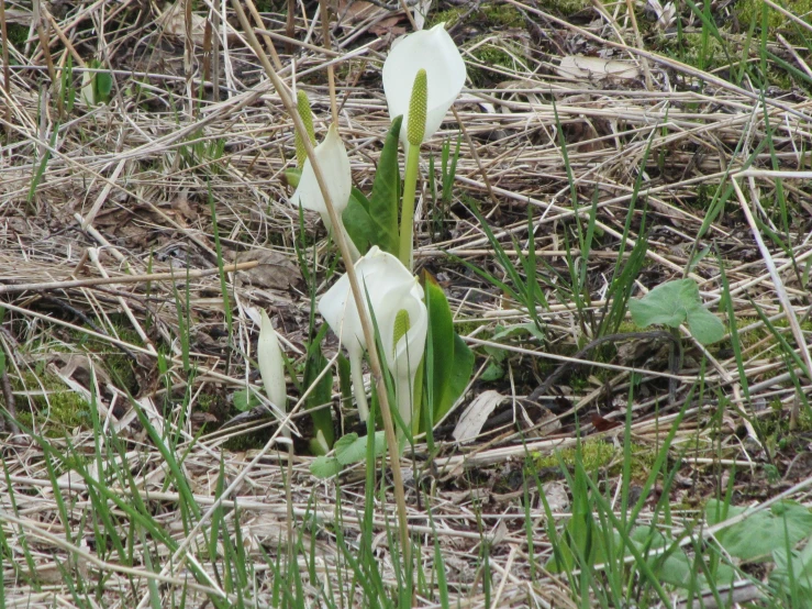 small white flowers growing out of the ground