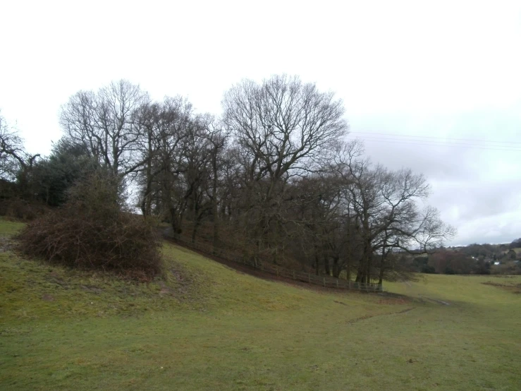 the trees in the area are barren but still bare