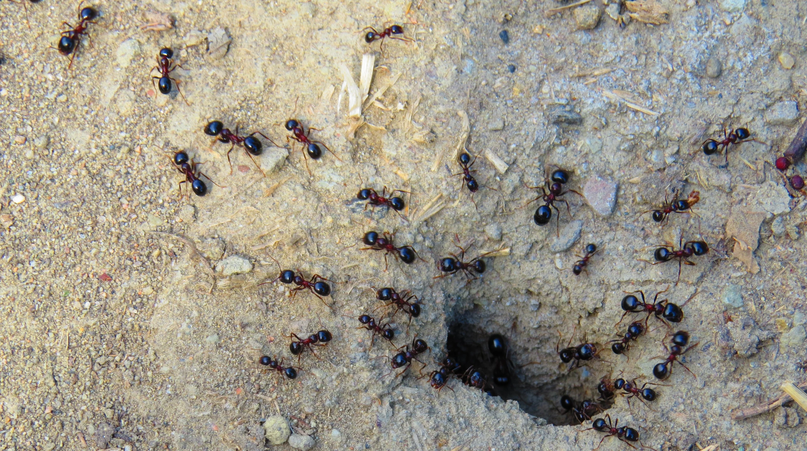 group of brown ants in sand area with holes