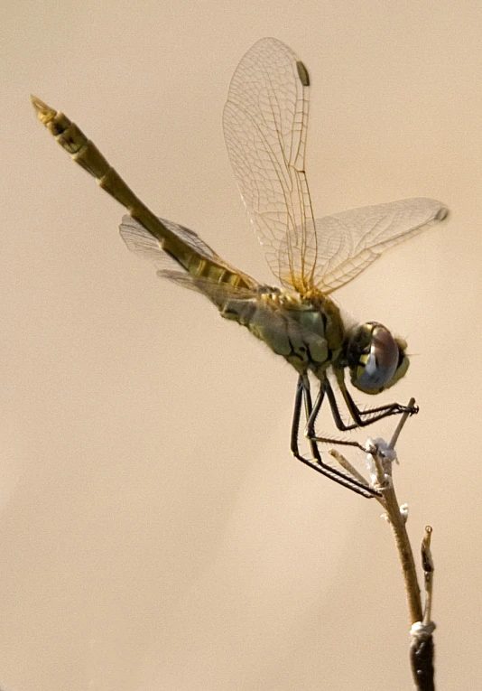 a small insect sitting on top of a tree nch