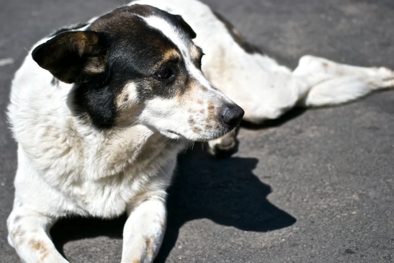 a large black and white dog laying on top of street