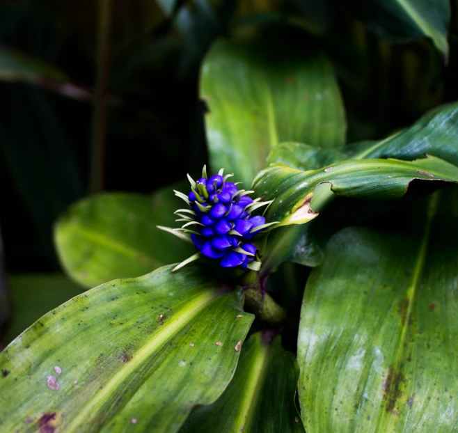 a blue flower sits on top of a large green plant