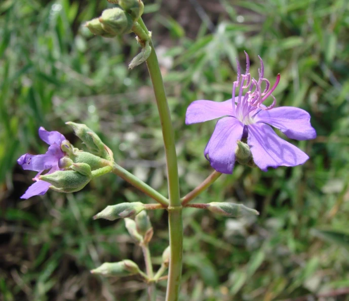 a purple flower is seen in the background