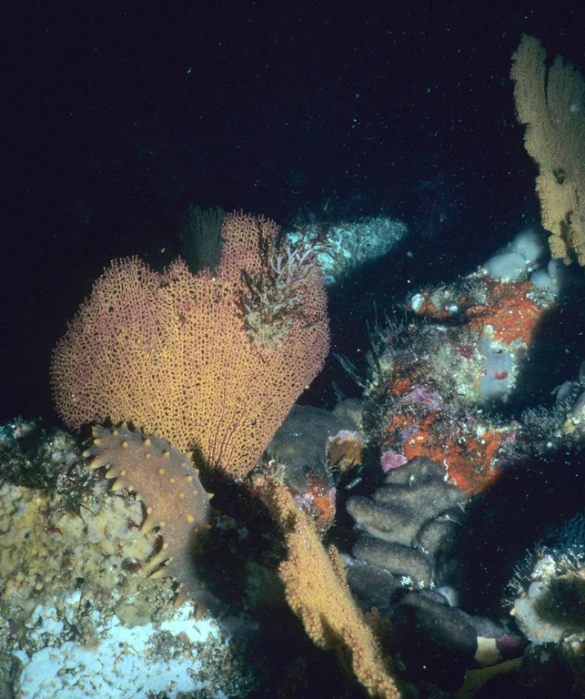 a coral sits on the water next to some spongeweed