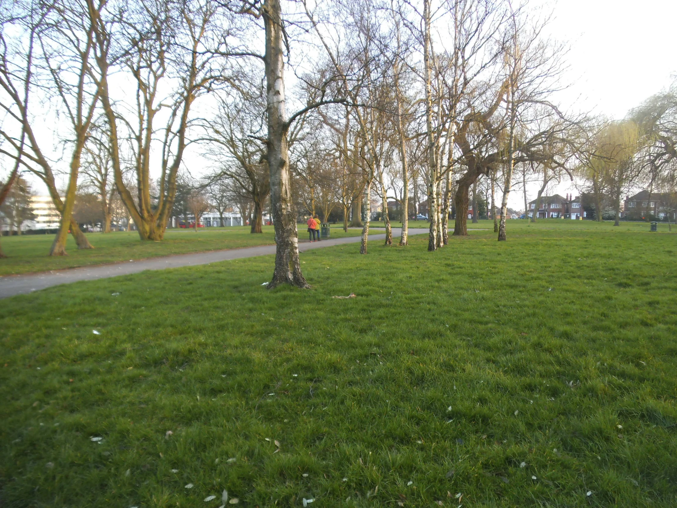 the grass is very lush and green at this park