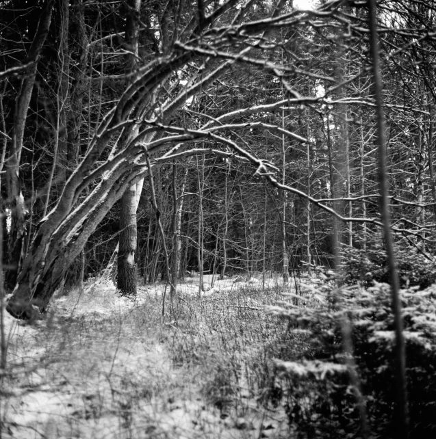 black and white po of forest in winter