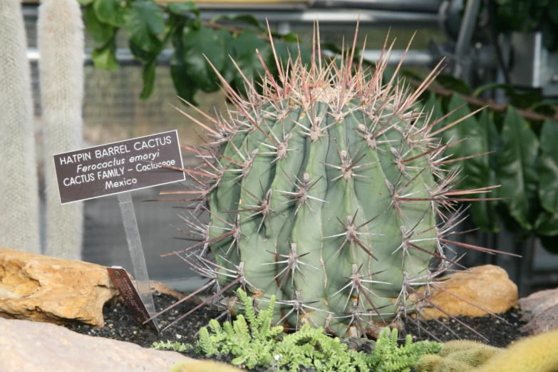 a cactus sitting next to a sign at the zoo