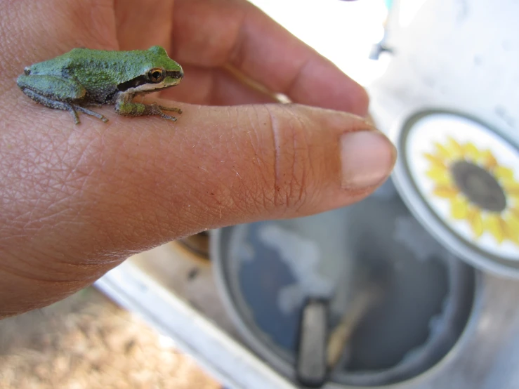 the green frog is sitting in the hand