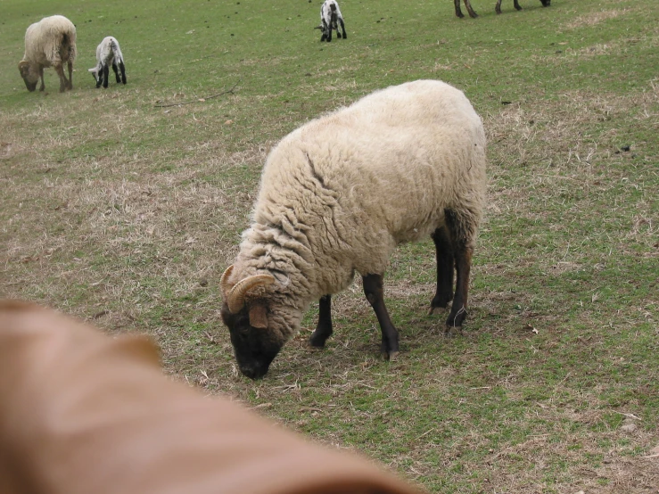 sheep grazing and grazing in the open field