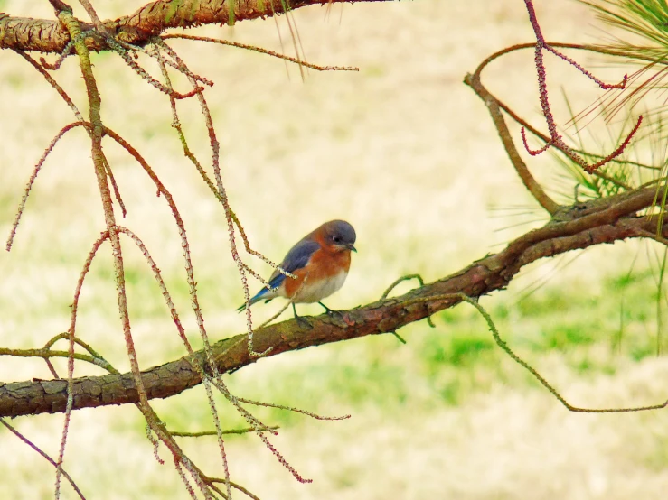 a bluebird is sitting on a nch of a tree