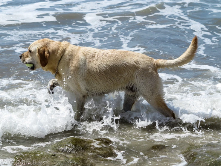 a dog is wading in the water with a ball