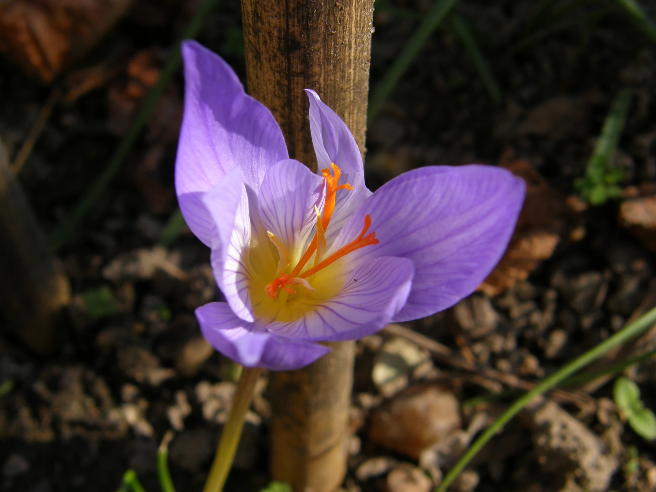 purple flower with orange centers growing from dirt