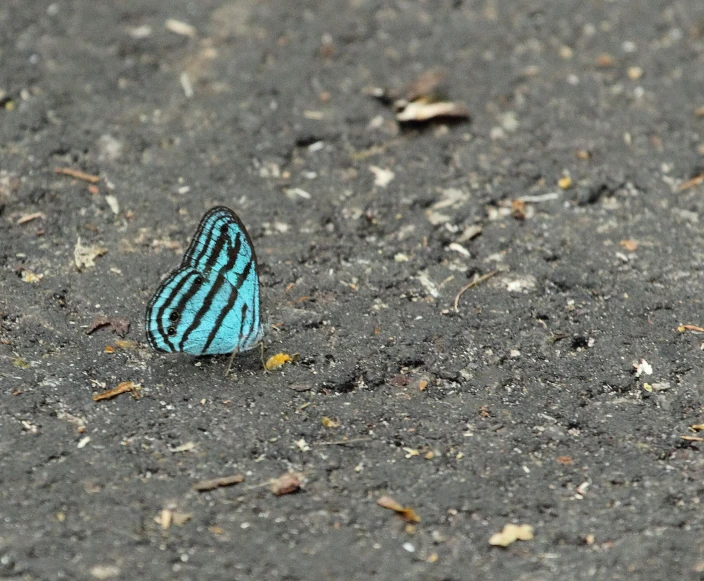a blue erfly that is standing in the dirt