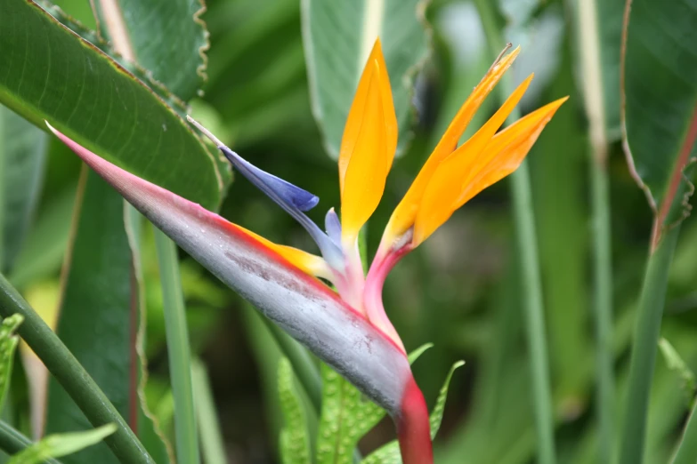 some brightly colored flower and green leaves