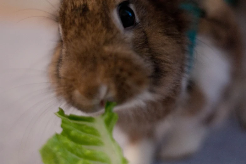 a fluffy bunny holding a piece of broccoli