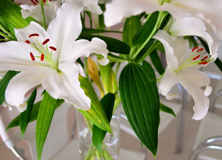 white flowers are placed in the vase by itself