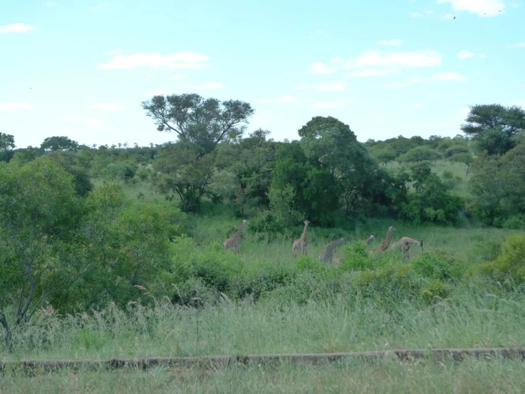 a herd of giraffe walking across a lush green field