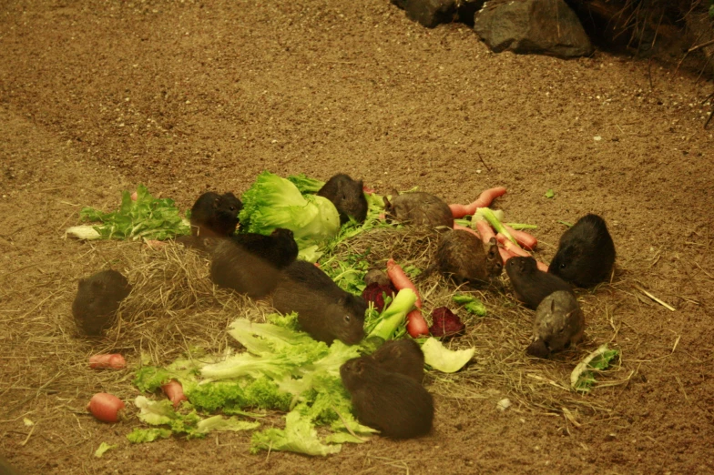 several different types of vegetables lay on the ground