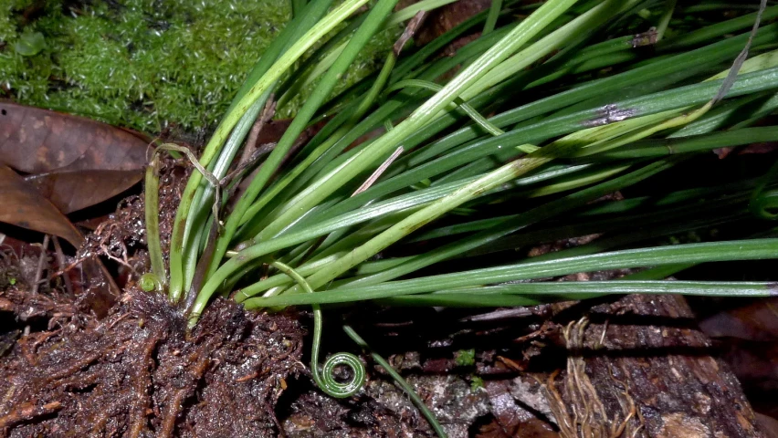 small sprouts of green grass on top of fallen tree