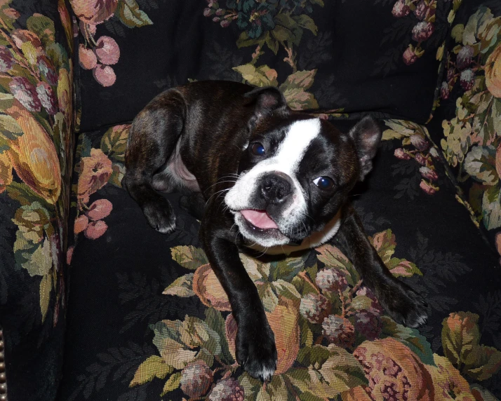 a black and white dog is laying down on a floral couch