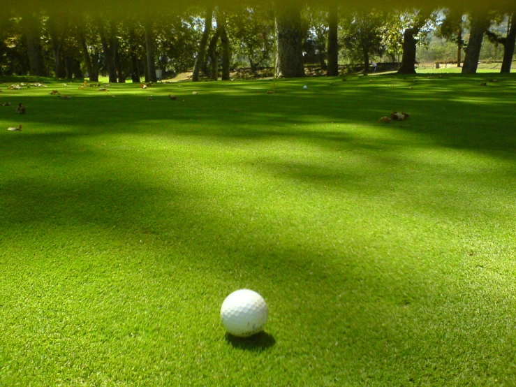 a golf ball sitting on the green grass