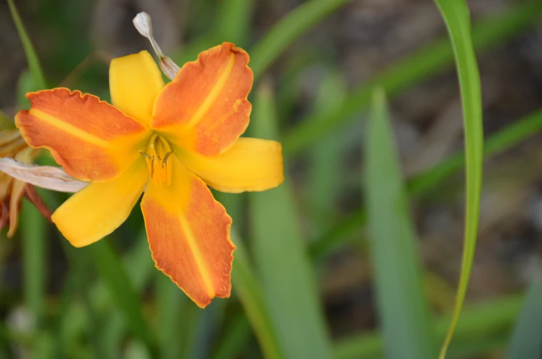 an orange and yellow flower in grassy area