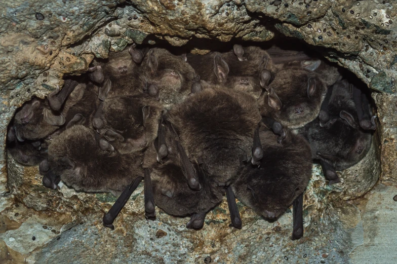 a group of small bats in a rock formation