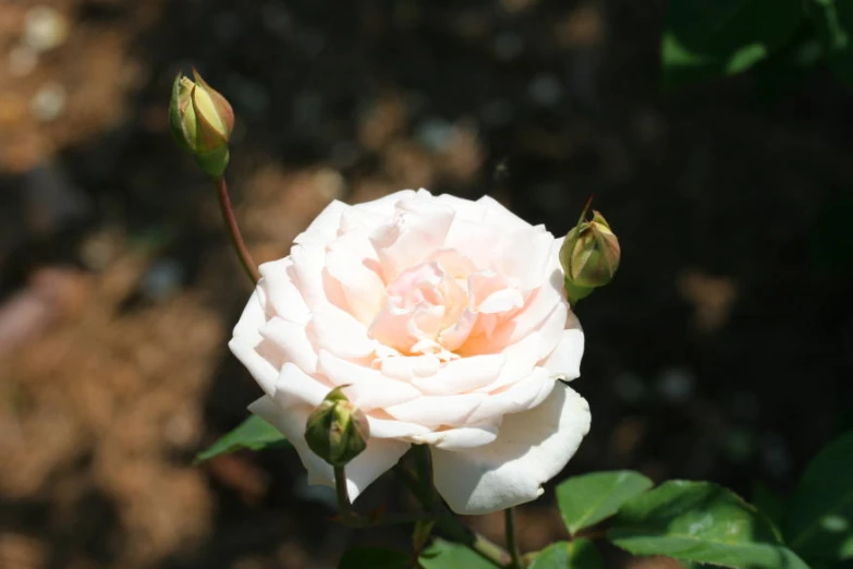 a close up image of a white rose bud with leaves