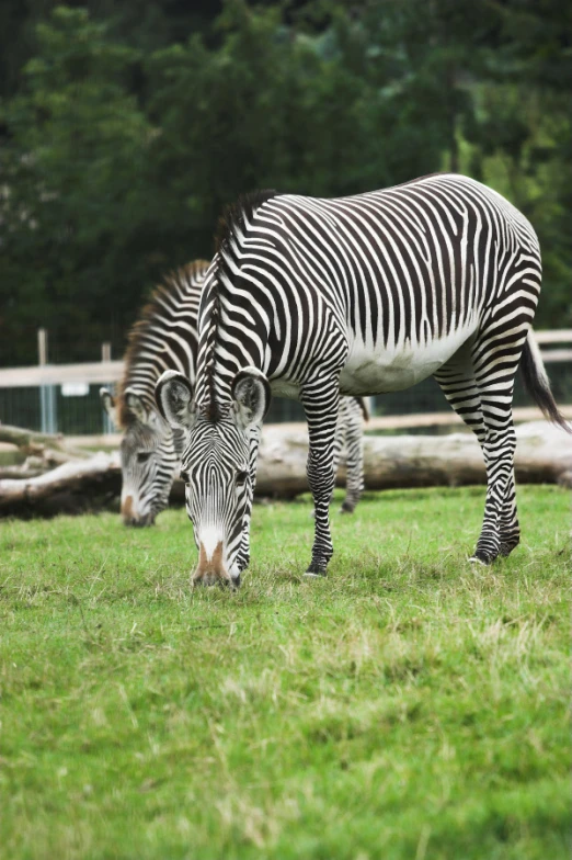 a ze is grazing in the field by itself