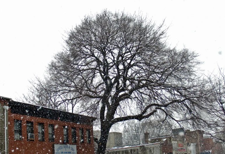 a tree sits near a building on a snowy day